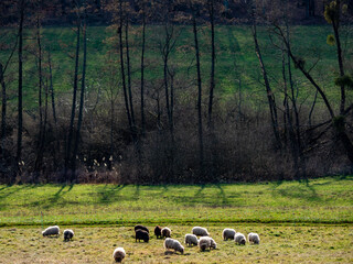 Schafe auf der Weide