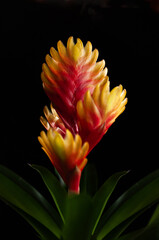 Obraz premium Window plant 