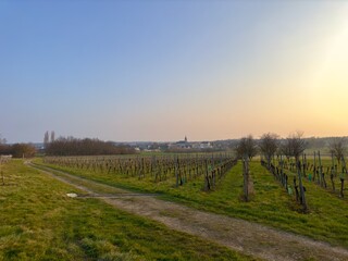 Fototapeta na wymiar Stunning winter sunset over the picturesque Berrwiller vineyard with winding farm road, towering trees, and charming village church spire in the distance, a captivating and tranquil scene