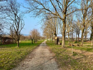 A serene winter agricultural pathway surrounded by bare trees under clear skies offering a tranquil and picturesque landscape for a peaceful and rejuvenating stroll