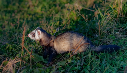 Ferret close-up on a leash against the background of grass in summer