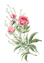 Watercolor pink peony branch with buds and leaves. Illustration isolated on white background.