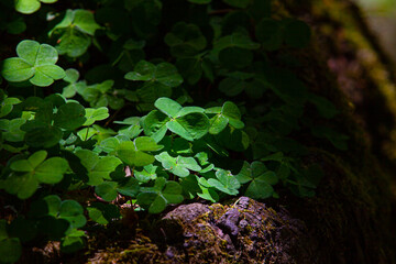 Klee_1288