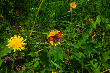 Perlmuttfalter_0952