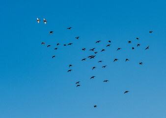 Vögel fliegen am Himmel