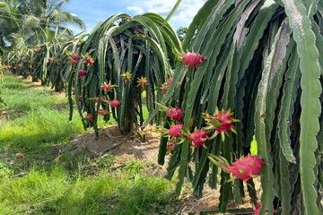 dragon fruit on the dragon fruit pitaya tree, harvest in the agriculture farm at asian exotic...
