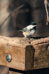 A black-capped chickadee sits on a wooden fence waiting for food in the forest.