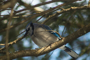 Blue Jay on tree branch in Wisconsin