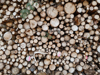 Freshly cut down wood logs. Texture and background of cut down trees. Massive deforestation