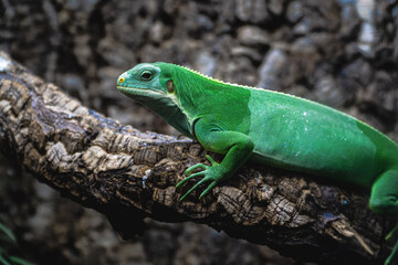 green lizard on a branch