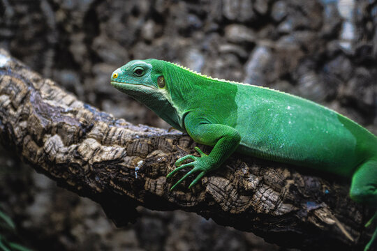 green lizard on a branch