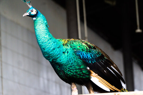 peacock with feathers