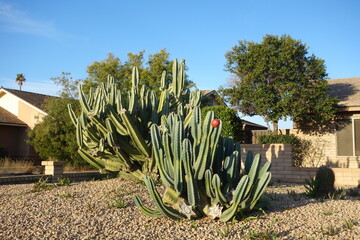 Grown up tree-like Hedge cactus, Cereus repandus or Peruvian apple cactus, with a single ripe red...