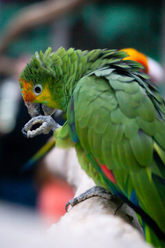 blue and yellow macaw