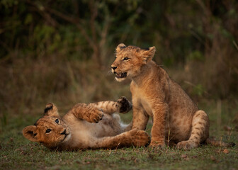 Obraz na płótnie Canvas Lion cubs in playful mood in the morning hours at Masai Mara, Kenya