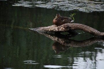 duck in the pond