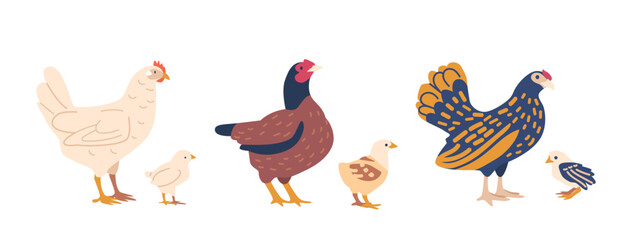 Obraz premium Chicken With Chicks Isolated On White Background. Concept For Poultry Farm, Livestock, Farming Themes
