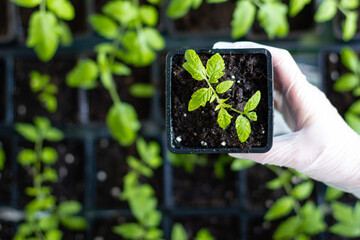 Women's hands in gloves hold a tomato seedling. Close-up. The grown seedlings of tomatoes in the tray