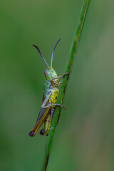 Meadow grasshopper, Chorthippus parallelus, resting on a grass stem