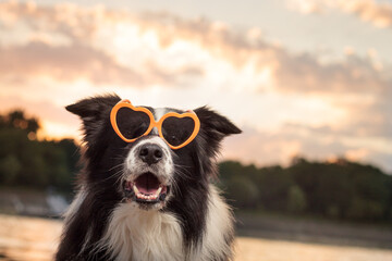 cute border collie dog wearing heart shaped sunglasses at sunset