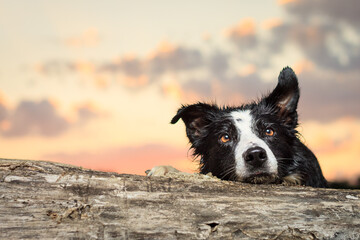 cute border collie dog on a log at sunset