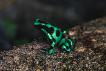 Dendrobates auratus o rana flecha verde y negra