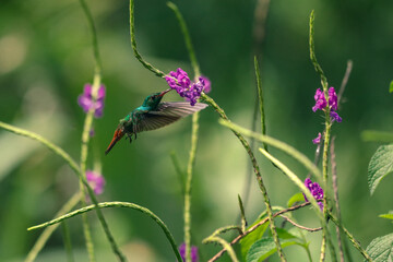 Fototapeta premium Hummingbird flower 