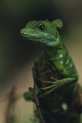 green lizard on a tree