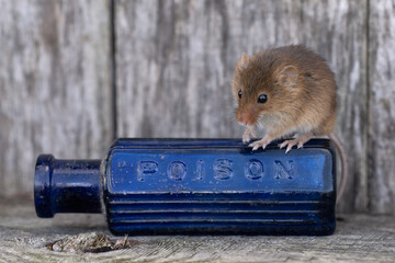 Harvest Mouse (Micromys minitus) in a shed - 578069436
