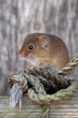 Harvest Mouse (Micromys minitus) in a shed - 578069449