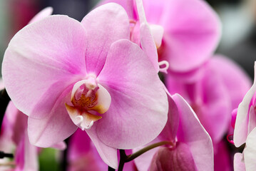 Fototapeta na wymiar macro of a pink orchid