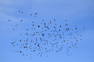 Flock of Blackbirds
