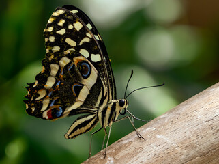 swallowtail butterfly on wood