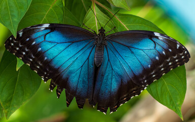 blue morpho butterfly on leaf