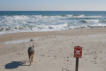 An empty beach, a sign, the inscription is translated - stop, mines, and a dog walking along the...