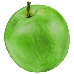 watercolor hand drawn realistic apples