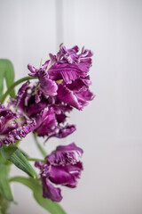 lila und weiße papageitulpe, frühling blume, 
