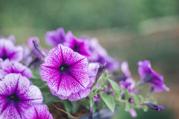 Beautiful purple Petunias (Petunia hybrida) in garden soft focus