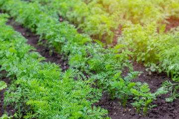 An agricultural field where a large number of carrots grow. Green carrot sprouts on the field for food. Organic food. Macro