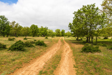 Fototapeta na wymiar Dirt road in spring forest of oaks and other species 