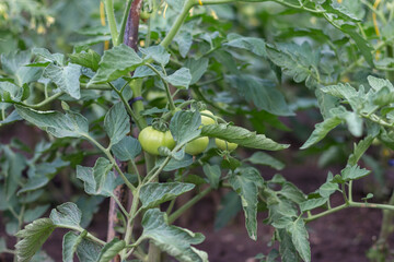 Fototapeta premium Growing tomatoes outdoors. Tomatoes are tied to sticks. Agriculture. Home harvest.