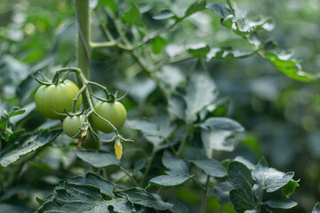 A bunch of green tomatoes on a bush. Tomatoes ripen in the garden. Lots of tomatoes on the bush.