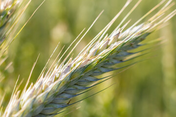 Fototapeta premium Young wheat ear in sunlight . Close-up. Macro. Wheat ear in nature