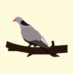 illustration of a pigeon