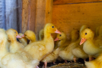 Little ducklings in a cage. Little ducklings, goslings crowd gathered in the cage.