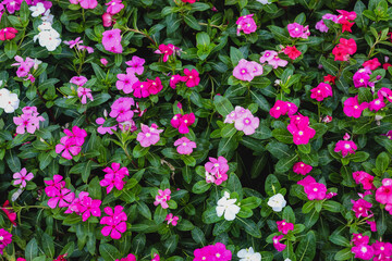 Fototapeta premium beautiful Rose periwinkle on the garden