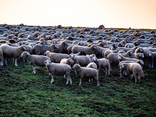 Schafe auf der Weide