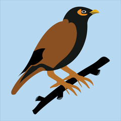 Vector artwork of a beautiful myna birds 1