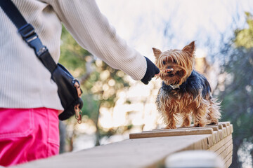 Woman training her yorkshire terrier dog