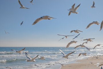 Seagulls gracefully soaring in the air over the sea coast, sea waves in the rays of the sun